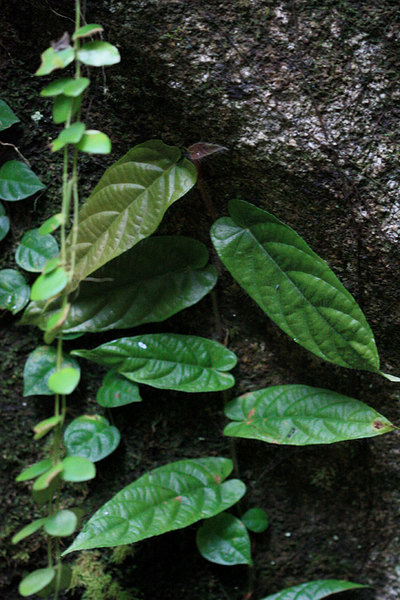 Неизвестный фикус (Ficus sp.), Gunung Gading National Park