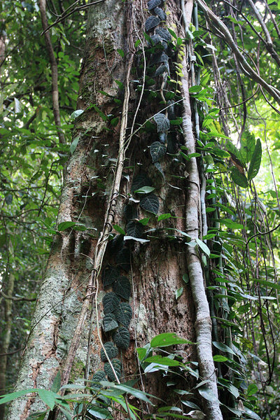 Ficus villosa, крупный экземпляр