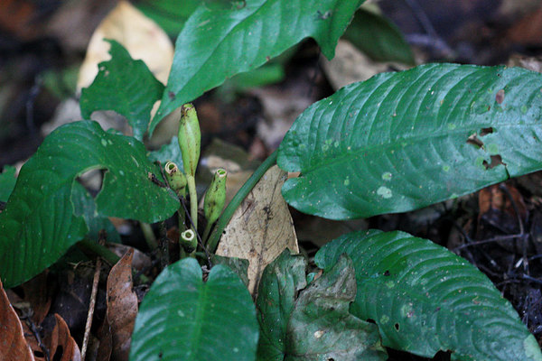 Schismatoglottis viridissima, Gunung Gading, Lundu, Borneo