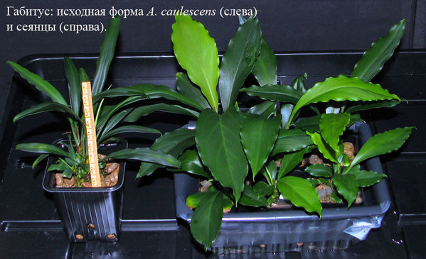 Материнское растение (Aridarum caulescens) и гибридные сеянцы
