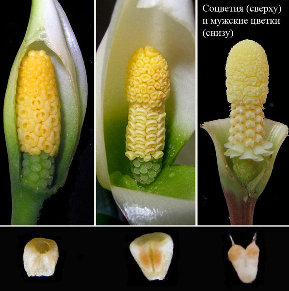 Соцветие и мужские цветки фертильной зоны: материнское растение A. caulescens, гибрид и Bucephalandra bogneri (свела на право).