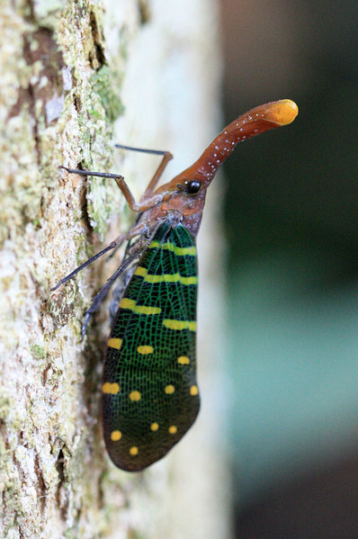 Фонарница (Pyrops intricata), Саравак, Борнео