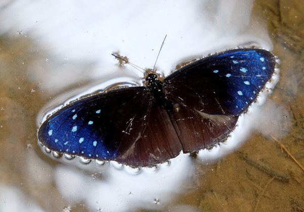 Бабочка (butterfly), Бау, Саравак, Борнео