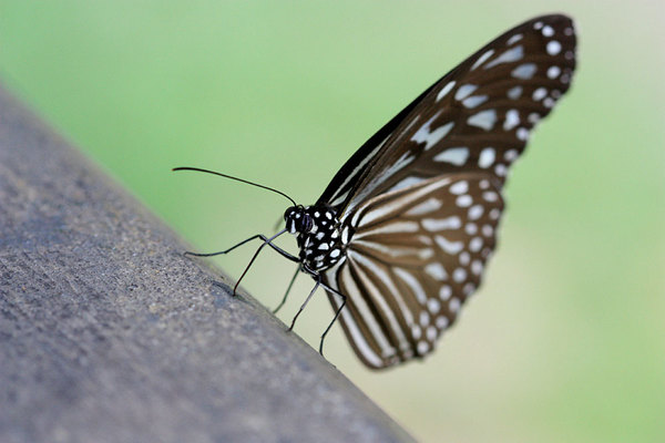 Butterfly, Semenggoh Wildlife Centre, Kuching, Sarawak