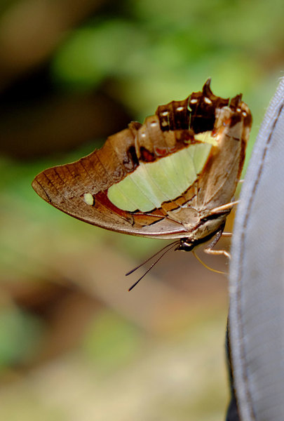 Бабочка (Polyura athamas), Baan Sikog, Sarawak, Borneo