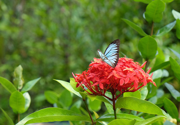 Butterfly on inflorescence of Ixora chinensis, Semenggoh Wildlife Centre, Kuching, Sarawak