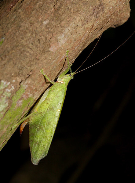 Кузнечик (family Tettigoniidae), Сабах, Борнео