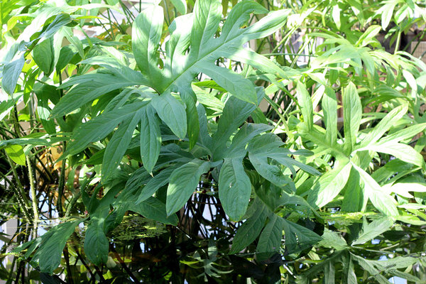 Лазия колючая (Lasia spinosa) имеет сложную структуру листовых пластин, напоминая этим некоторые крупные филодендроны