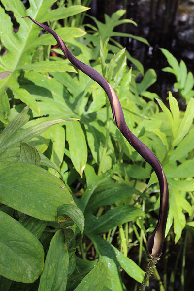 Цветение Лазии колючей (Lasia spinosa) предствляет собой фантастическое зрелище. Длинное покрывало соцветия, закрученное по спирли, порождает совершенно неземные картины в воображении