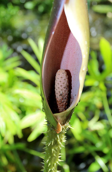 Несмотря на общие огромные размеры соцветия Лазии колючей (Lasia spinosa), початок редко превышает в длинну 5 см. Стоение початка очень простое и состоит лишь из одной зоны, представленной обоеполыми цветками