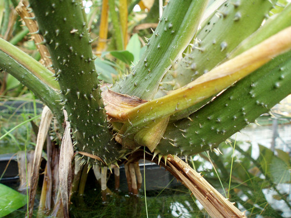 Острые колючки у Lasia spinosa представляют определенную опасность не только для животных, но и садовода, решившегося на пересадку такого растения