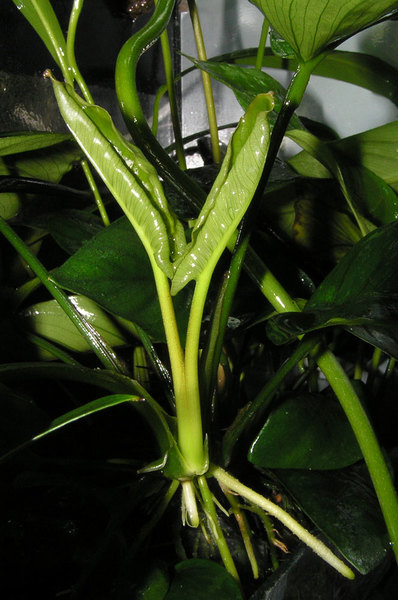Аномальное развитие сразу двух листьев из одной почки у Anubias barteri ‘Broad Leaf’