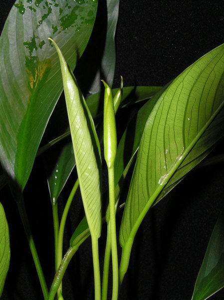 Молодой лист и покрывало соцветия у Anubias barteri var. glabra имеют одно и тоже листосложение – свернутое (v. convolutiva), по левой Архимедовой спирали (если смотреть с конца листа)