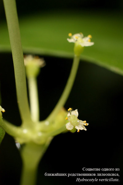 Соцветие гидроколтилы вертикальной (Hydrocotyle verticillata)