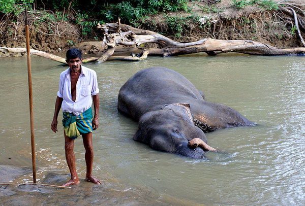 Одомашненные слоны для местных жителей скорее являются экспонатами для туристов, нежели помошниками при выполнении сельскохозяйственных работ.