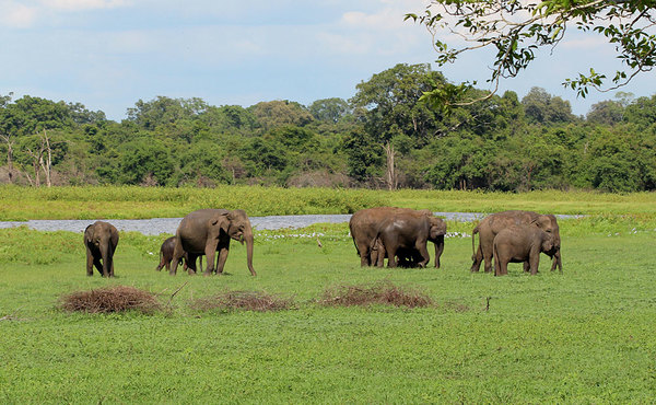 Азиатские слоны в национальном парке Wasgamuwa national park.