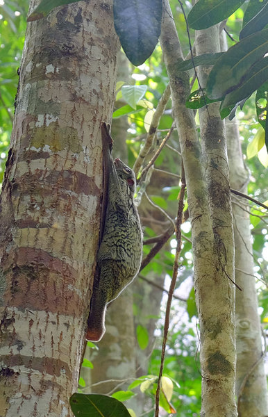 Fluing lemur (Galeopterus variegatus), Santubong, Sarawak, Borneo.