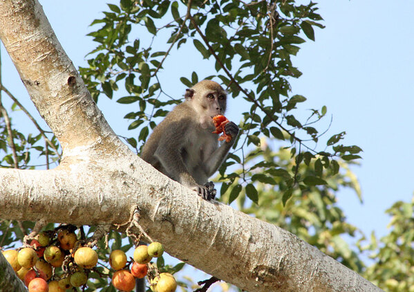 Макак-крабоед (Macaca fascicularis) на реке Кинабатанган вполне обходится вегетарианской диетой, питаясь фигами.