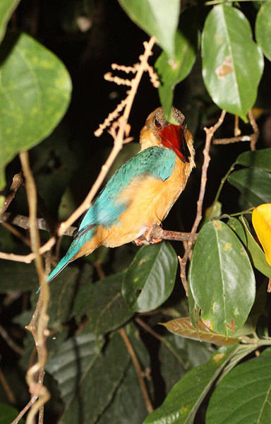 В ночное время многих птиц Борнео можно застать спящими на ветках деревьев над водой. Pelargopsis capensis