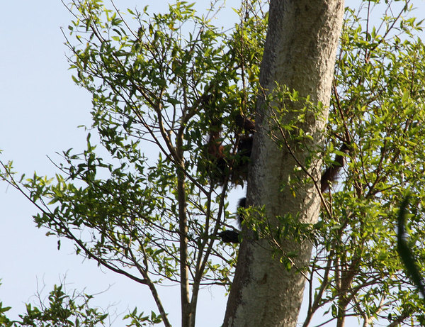 Орангутан (Pongo pygmaeus) спрятался за ствол дерева. Тем не менее, это большая удача видеть эту обезьяну в дикой природе.