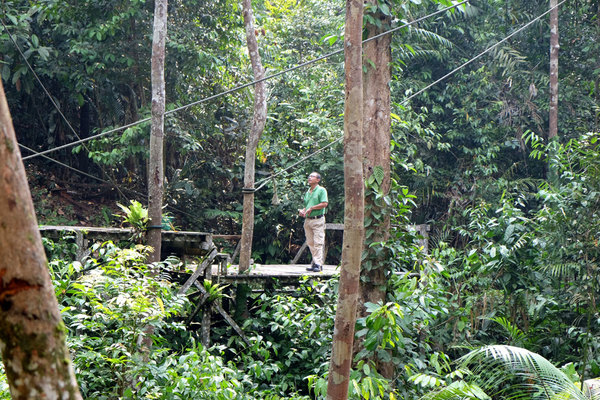 Semenggoh Wildlife Centre, Сотрудник реабилитационного центра пытается вызвать орангутанов из леса для кормления, однако в этот раз обезьяны чего-то испугались и не вышли, а возможно, что они были просто сыты.
