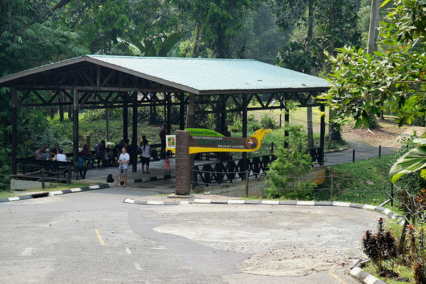 Semenggoh Wildlife Centre, реабилитационный центр орангутанов, недалеко от Кучинга, Борнео.