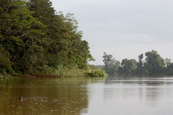 Sungai Kinabatangan, Sabah, Borneo