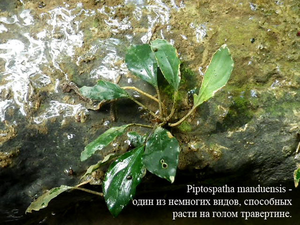 Piptospatha manduensis, NE Kalimantan