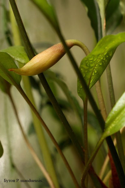 Бутон Piptospatha manduensis