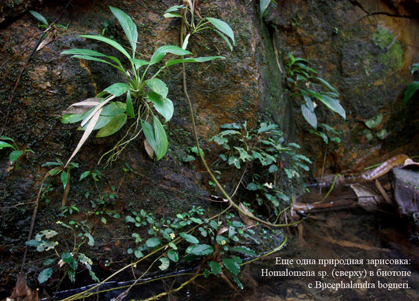 Bucephalandra bogneri and Homalomena sp., Baan Sikog, Sarawak