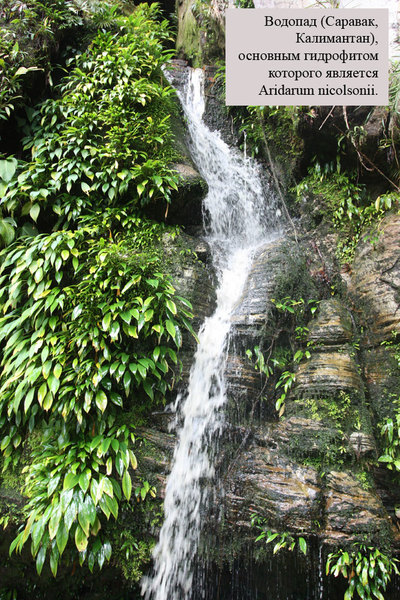 Водопад, Национальный парк Бако, Саравак