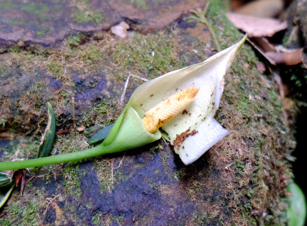 Распустившееся соцветие аридарума Николсона (Aridarum nicolsonii). На фотографии хорошо видно, что мужская часть початка существенно повреждена насекомыми
