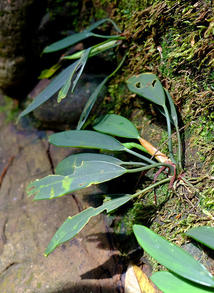 Аридарум Николсона (Aridarum nicolsonii) в природе. Национальный парк Сантубонг (Santubong), Саравак, Борнео