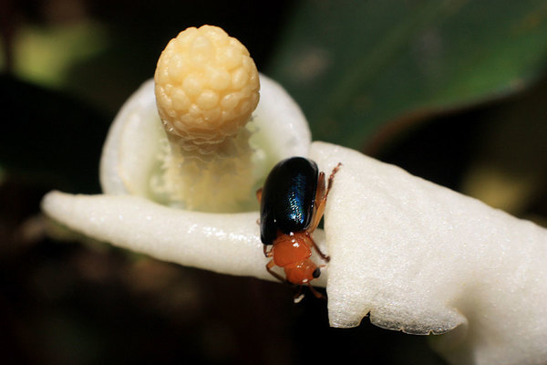 Соцветие буцефаландры Богнера (Bucephalandra bogneri) с жуком. Возможно, буцефаландры имеют сходный с аридарумом Николсона механизм защиты соцветия от насекомых