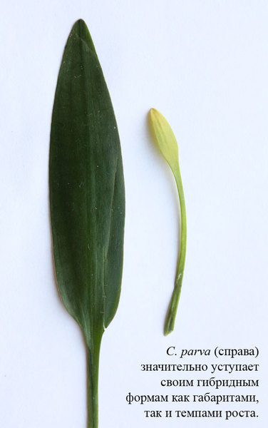 Листья Cryptocoryne xwillisii (слева) и C. parva