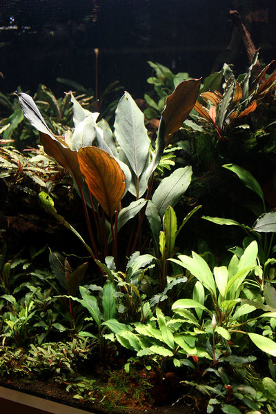 В аквариуме Bucephalandra sp. Batang Ai благодаря своим размерам может выступать в качестве солитерного растения