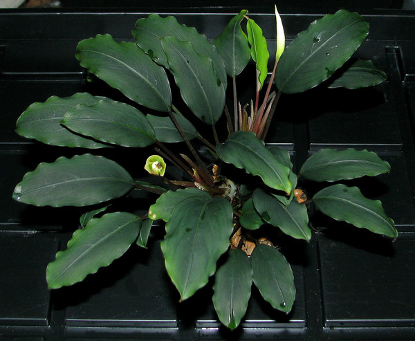 Габитус эмерсной культуры Bucephalandra sp. Batang Ai также соответствует Bucephalandra bogneri.