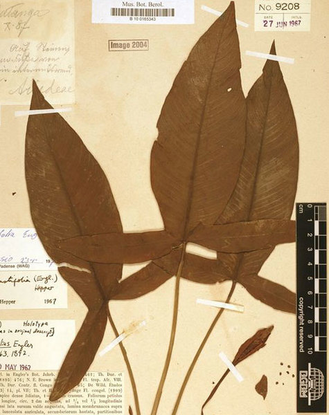 Фрагмент гербарного образца A. hastifolia, собранного Брауном в 1887 г.