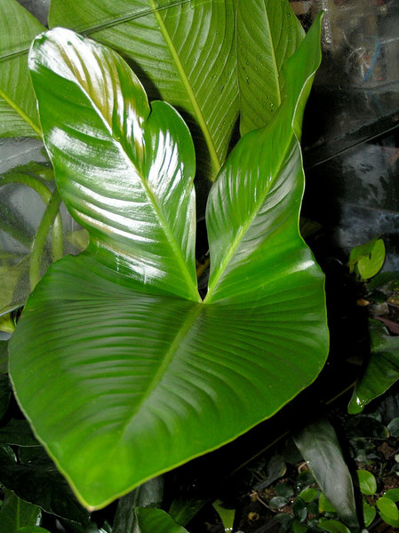 Лист A. hastifolia из азиатских поставок аквариумных растений. В действительности, согласно строению соцветия это растение следует относить к Anubias gigantea