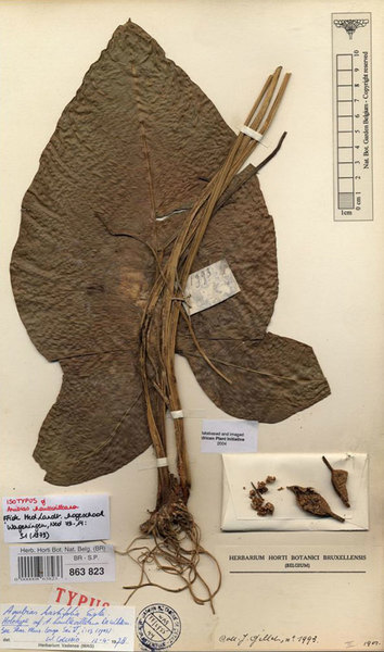 Гербарный образец голотипа Anubias haullevilleana De Wildeman (образец Gillet 1993, Конго)