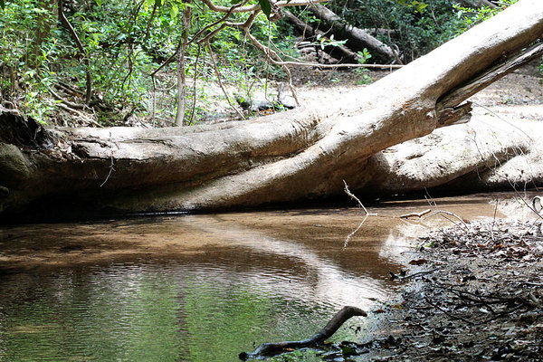 Небольшой ручей в тенистом овраге национального парка Васгамува (Wasgamuwa National Park). Шри-Ланка
