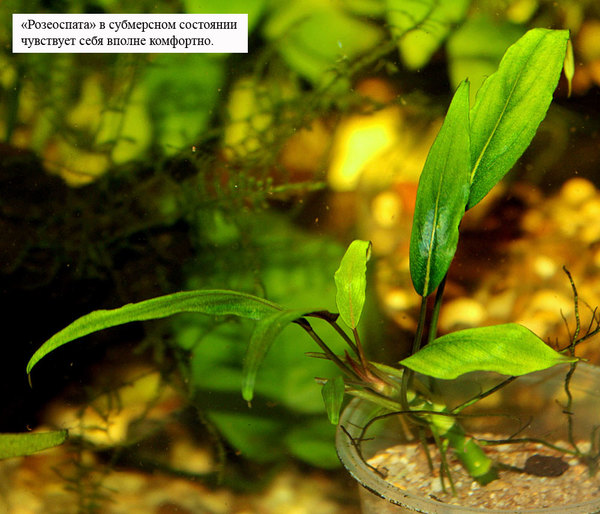 Schismatoglottis roseospatha в аквариуме