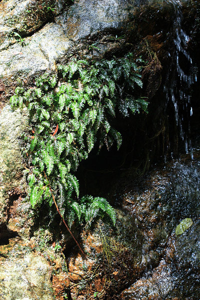 Trichomanes javanicum, Santubong NP
