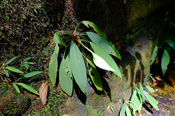 Aridarum nicolsonii, Santubong NP