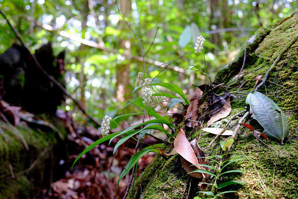 Bulbophyllum sp., Santubong, Sarawak