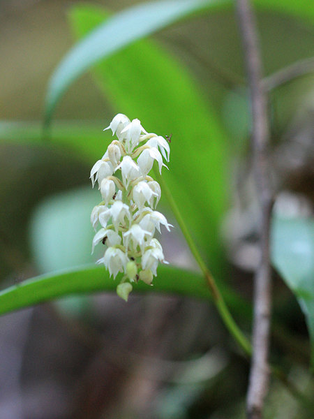Bulbophyllum sp., Santubong NP, Sarawak