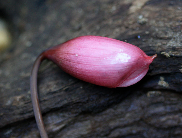 Ooia secta, inflorescence