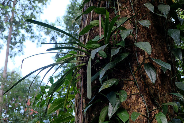На стволах деревьев орхидеи соседствуют с эпипремнумами и рафидофорами