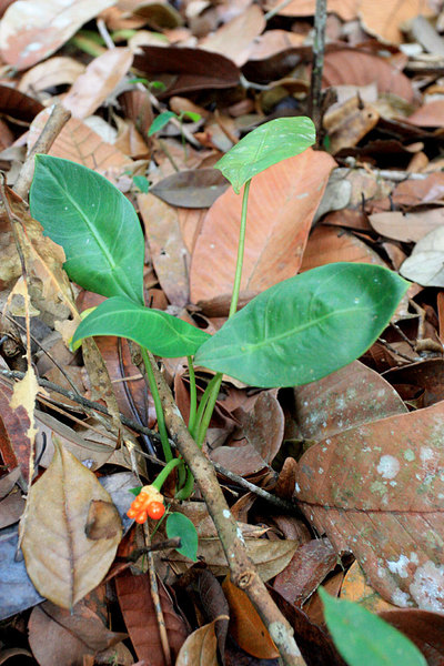 Alocasia beccarii с фруктом, ягоды окрашены в оранжевый цвет, Simunjam, Borneo