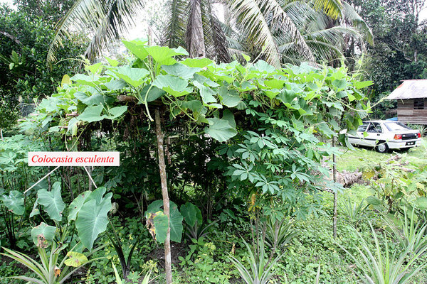 Colocasia esculenta (Taro), небольшой огород в деревне, Bau, Sarawak, Borneo